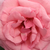 Ružová - Čajohybrid - Kanizsa